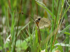 Junonia grisea