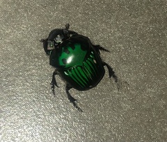 Oxysternon conspicillatum