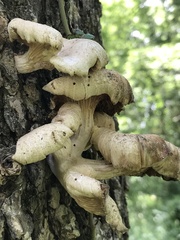 Pleurotus citrinopileatus
