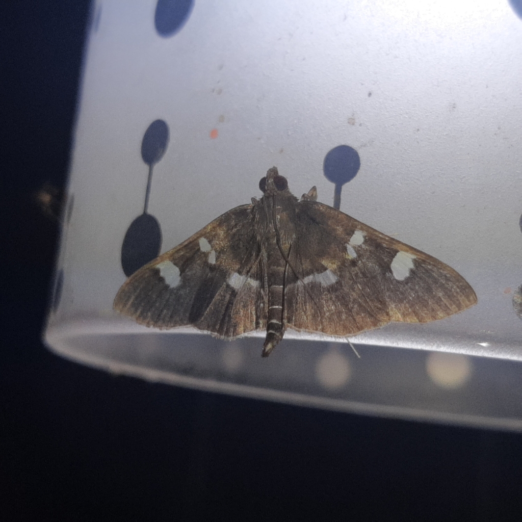 Desmia vulcanalis