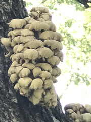 Pleurotus citrinopileatus