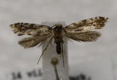 Nemapogon ophrionella