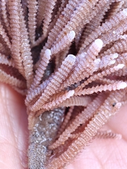 Electra verticillata