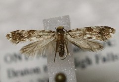 Nemapogon ophrionella