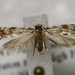 Nemapogon ophrionella - Photo (c) Algonquin Provincial Park, algunos derechos reservados (CC BY-NC), subido por Algonquin Provincial Park