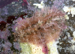 Dolabrifera dolabrifera