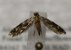 Nemapogon ophrionella