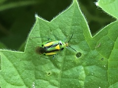 Poecilocapsus nigriger