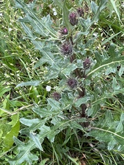 Cirsium osterhoutii