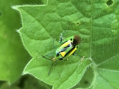 Poecilocapsus nigriger