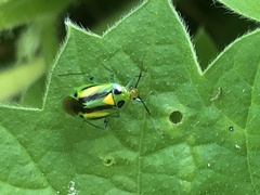 Poecilocapsus nigriger