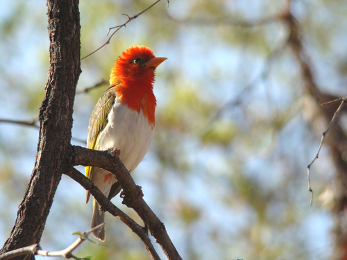 Red-headed Weaver