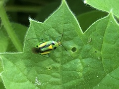 Poecilocapsus nigriger