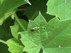 Poecilocapsus nigriger
