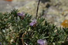 Astragalus kentrophyta tegetarius