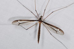 Tipula tricolor