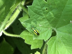 Poecilocapsus nigriger