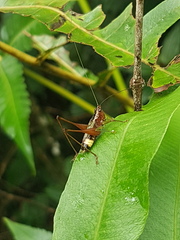 Conocephalus versicolor