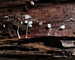 Mycena piringa