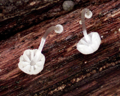 Mycena piringa