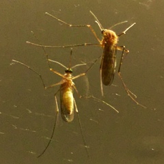 Culicidae
