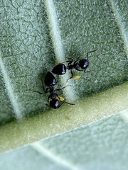 Crematogaster cerasi