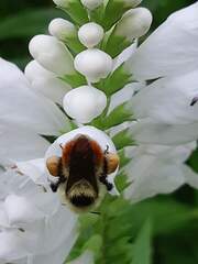 Bombus