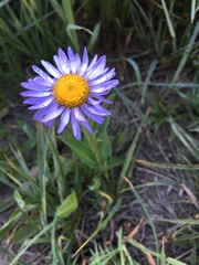 Erigeron glacialis glacialis