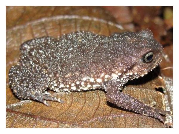 Taita Hills Warty Frog