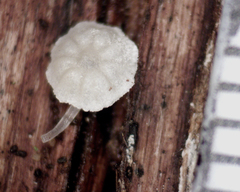 Mycena piringa