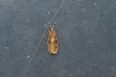 Paramulona nephalistis