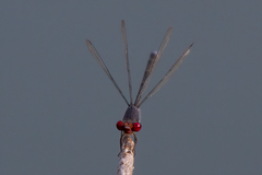 Pseudagrion sublacteum sublacteum