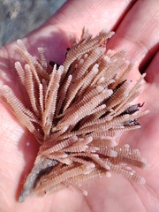 Electra verticillata