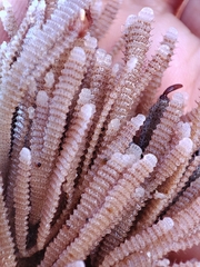 Electra verticillata