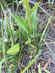 Erigeron glacialis glacialis