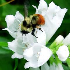 Bombus