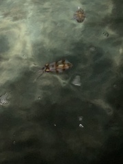 Sepioteuthis sepioidea