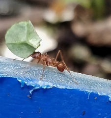 Acromyrmex octospinosus