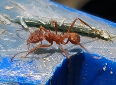 Acromyrmex octospinosus