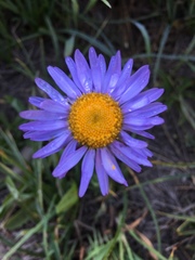 Erigeron glacialis glacialis