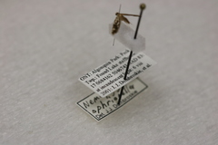Nemapogon ophrionella