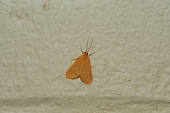 Eubaphe pumilata