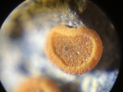 Polycauliona luteominia luteominia