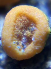 Polycauliona luteominia luteominia
