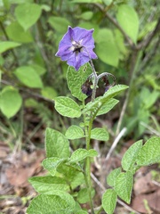 Solanum demissum