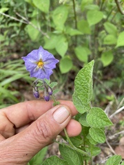 Solanum demissum