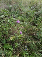 Centaurea fleischeri