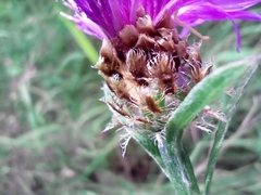 Centaurea fleischeri
