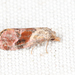 Cochylichroa viscana - Photo (c) Tom Murray, μερικά δικαιώματα διατηρούνται (CC BY-NC), uploaded by Tom Murray
