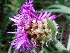 Centaurea fleischeri